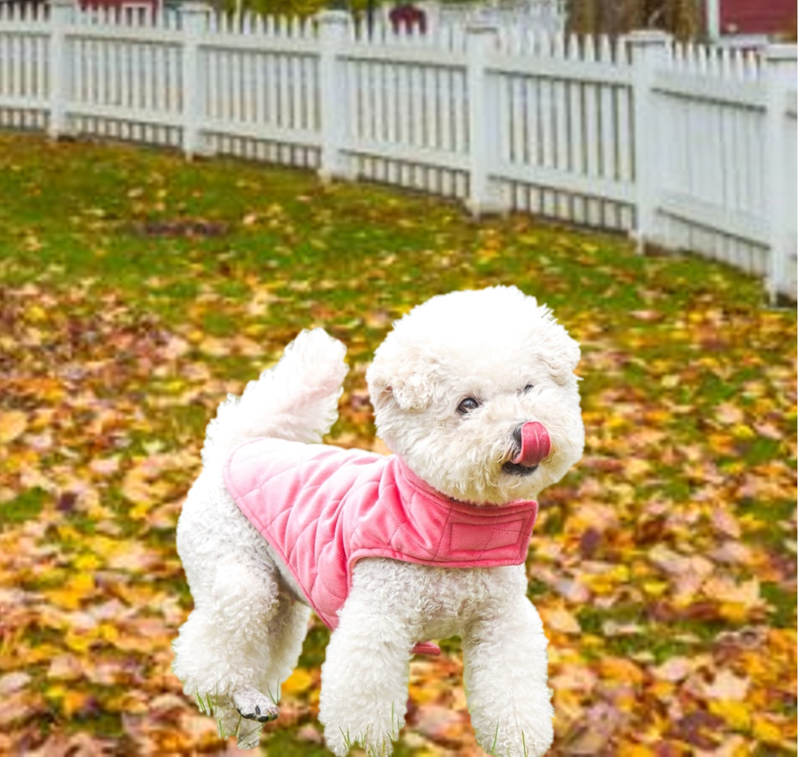 small-dog-winter-cpat-warm-jacket-protection-vest-wickedyo 1